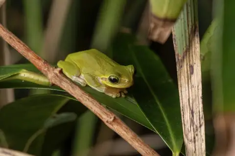 Hallowell's Tree Frog