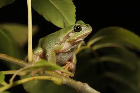 Italian Tree Frog