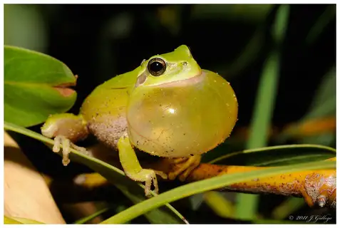 Mediterranean Tree Frog