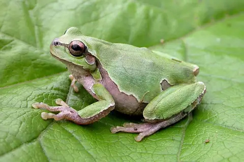 Eastern Tree Frog