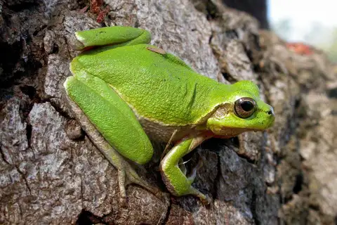 Sardinian Tree Frog