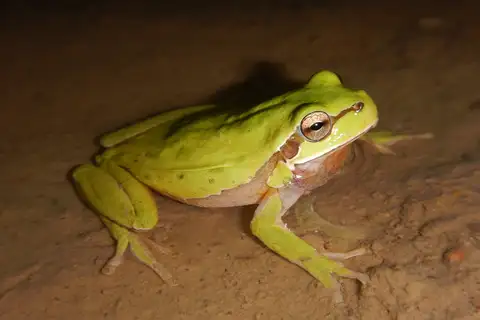 Lemon-yellow Tree Frog