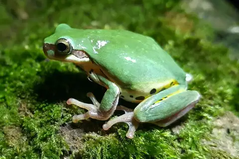 Annam Tree Frog
