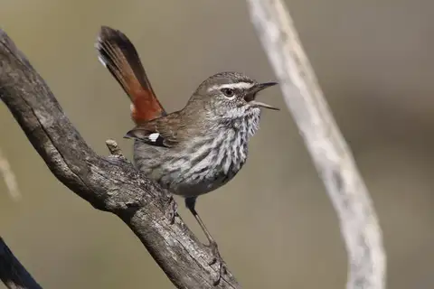 Shy Heathwren