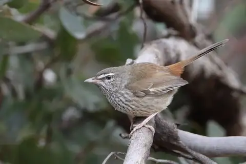 Chestnut-rumped Heathwren