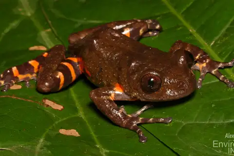 Boulenger's Striped Frog