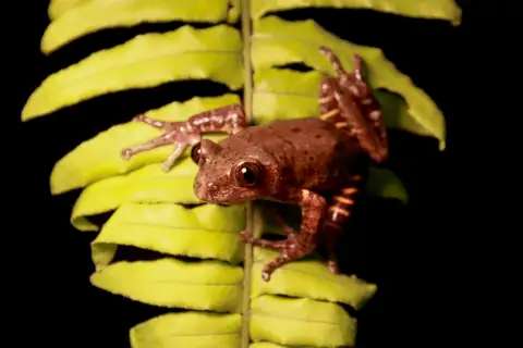 Olive Striped Frog