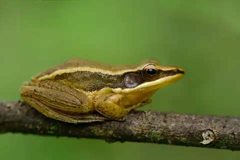 Small Wood frog