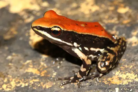 Wide-spread Fungoid Frog