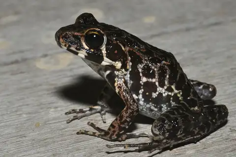 Brown Marsh Frog