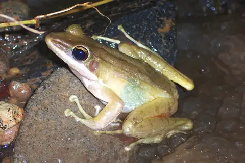 Schlegel's Frog