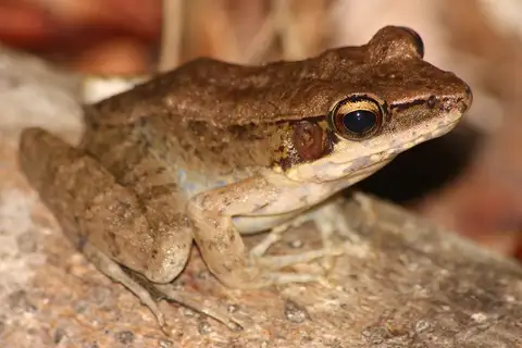 Australian wood frog