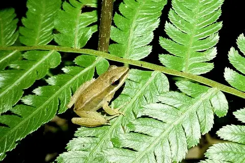 Don's Golden-backed Frog