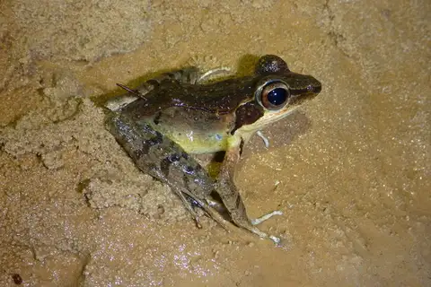Hylarana elberti