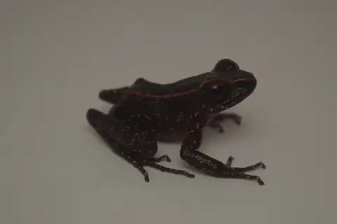 Splendid Stream Frog