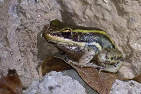 Galam white-lipped frog