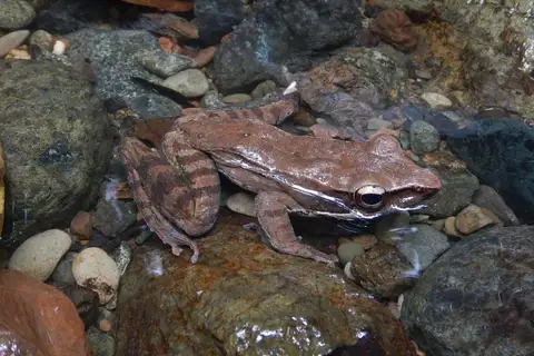 Eilogo Estate Frog