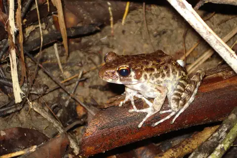 Rough-sided frog