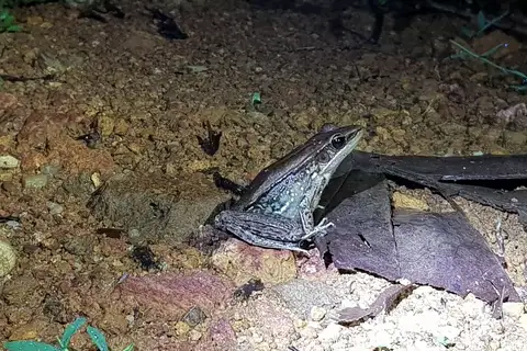 Sri Lanka wood frog