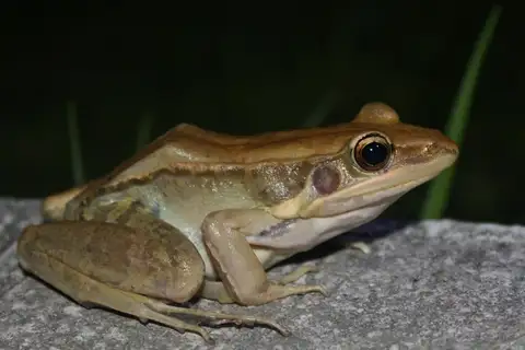 Guenther's Frog