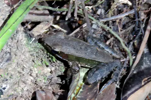 Indian golden-backed frog