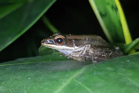 Rao's Intermediate Golden-backed Frog