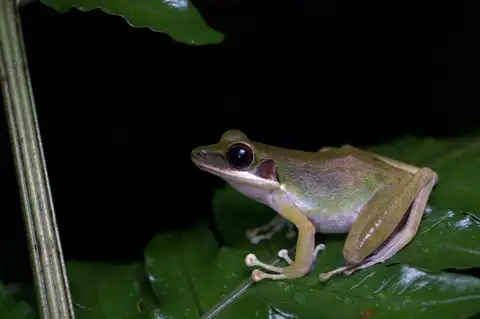 Malayan Copper-cheeked Frog