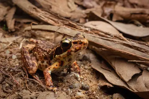 Side-spotted Swamp Frog