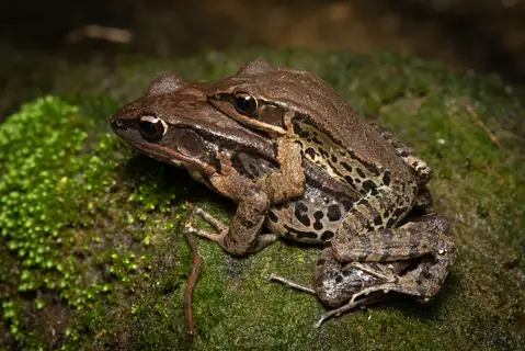 LaTouche's Frog