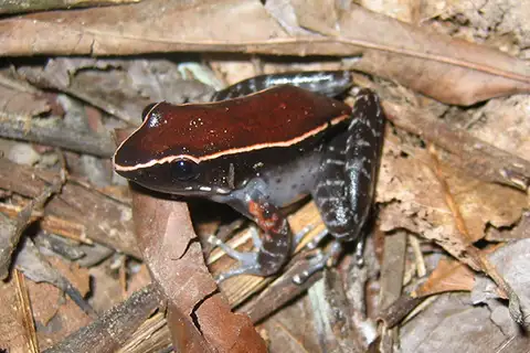 Mahogany Frog
