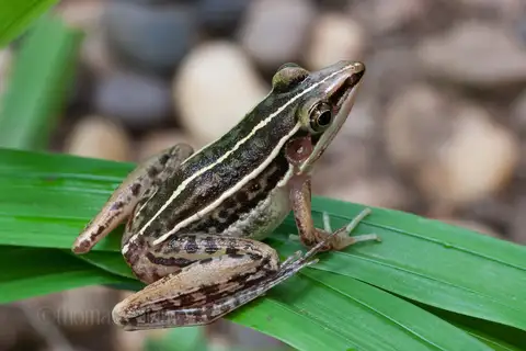 Guangdong Frog