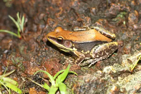 Malabar Fungoid Frog