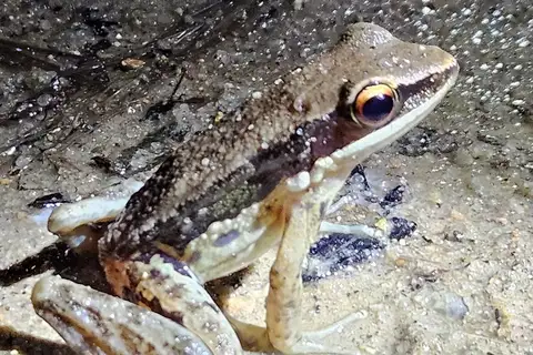 Malayan Stream Frog