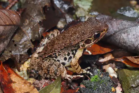 Mao-Son Frog