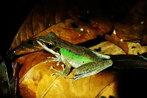Large White-lipped Frog