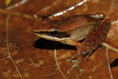 Dalat Frog