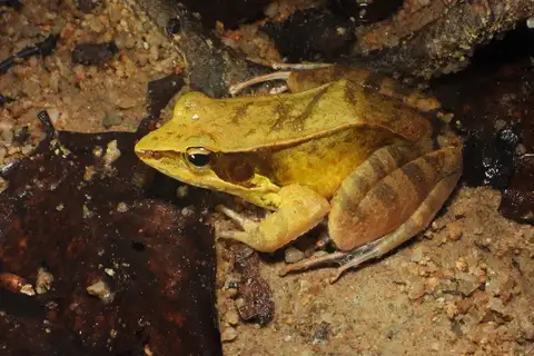 Three-Striped Frog