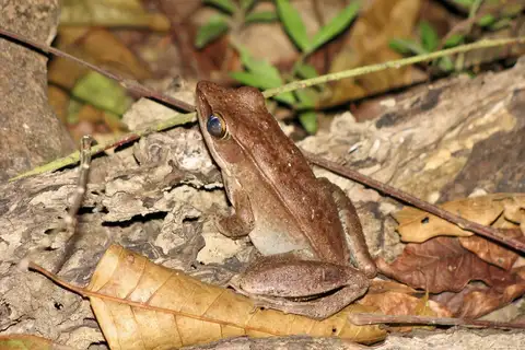 Mountain Golden-backed frog