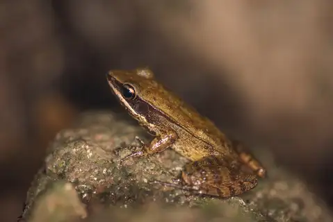 Hylarana montosa