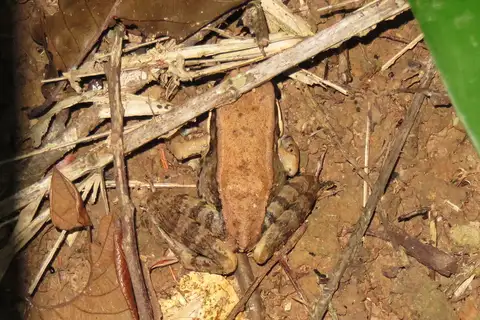 Mortensen's Frog
