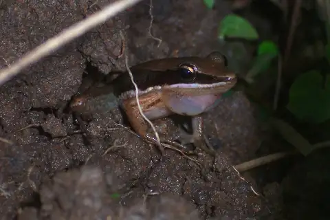 Nicobar Cricket Frog