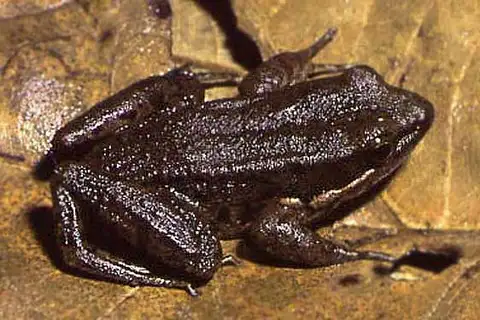 Black-striped Frog