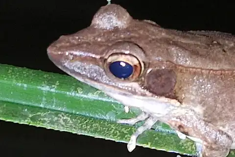 Papua Frog