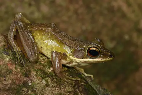 Lesser White-Lipped Frog