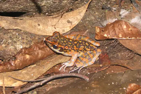 Spotted Stream Frog