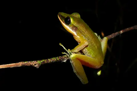 Bornean Copper-cheeked Frog
