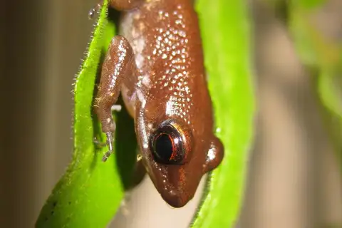 Hylarana rawa