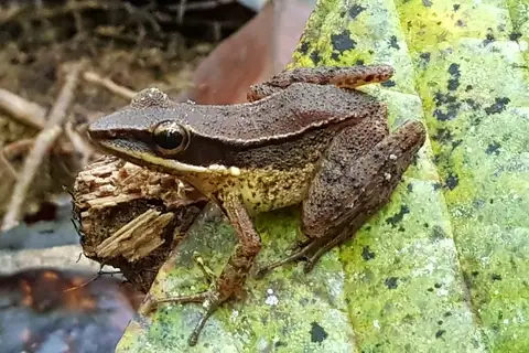 Sri Lankan Golden-backed frog