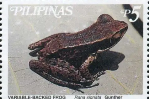 Striped Stream Frog