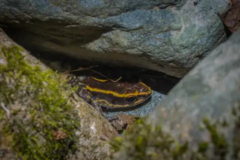 Hylarana similis